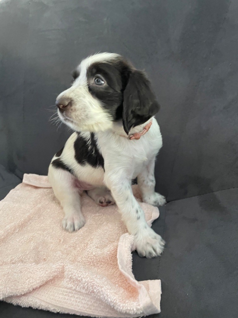 De La Vallée De La Sorgues - Chiots disponibles - Epagneul Français