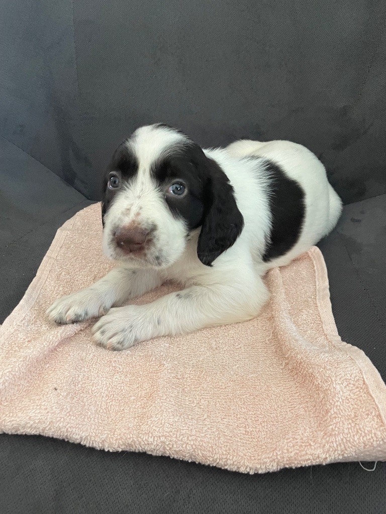 De La Vallée De La Sorgues - Chiots disponibles - Epagneul Français