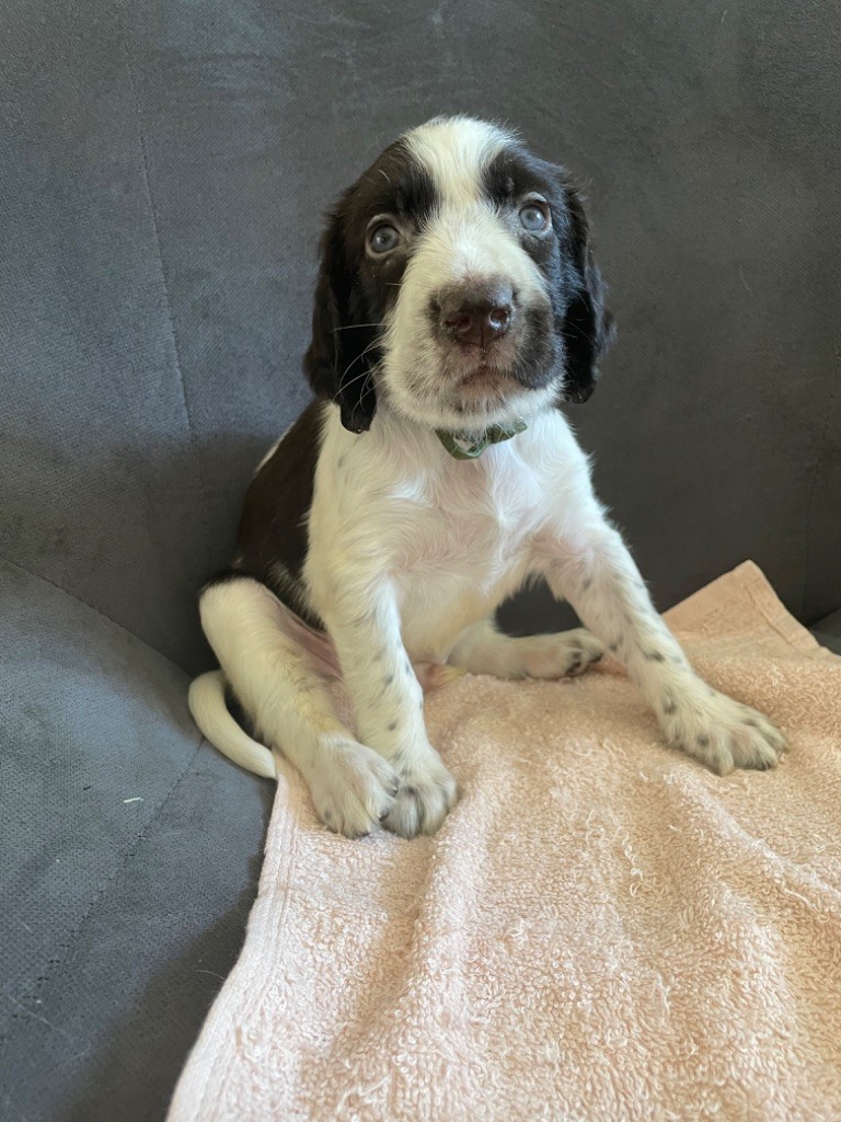 De La Vallée De La Sorgues - Chiots disponibles - Epagneul Français