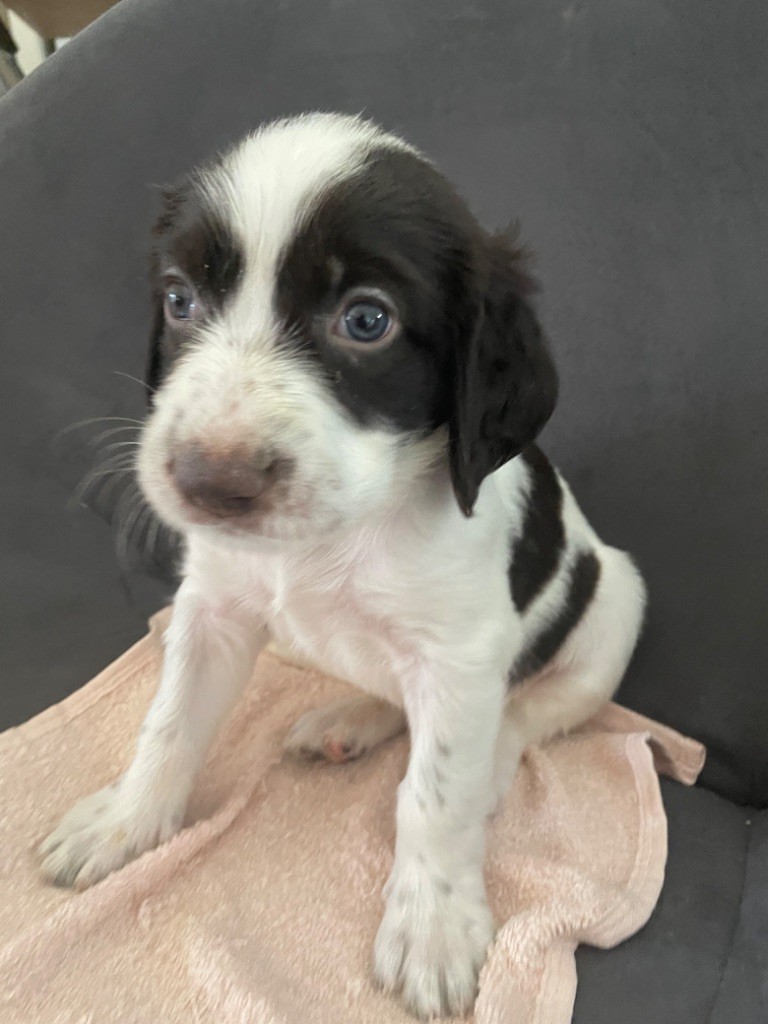 De La Vallée De La Sorgues - Chiots disponibles - Epagneul Français