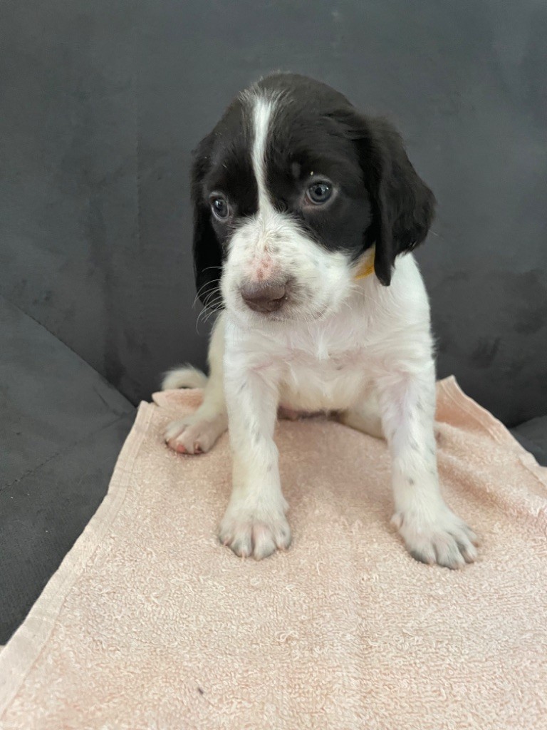 De La Vallée De La Sorgues - Chiots disponibles - Epagneul Français